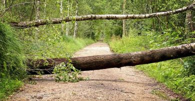 Fallen tree on road